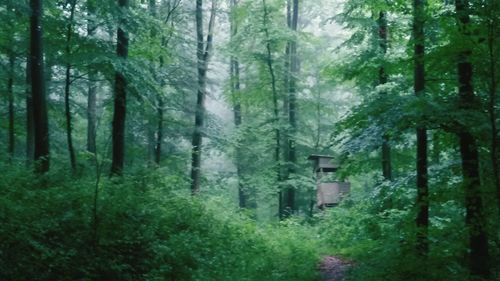 Trees in forest