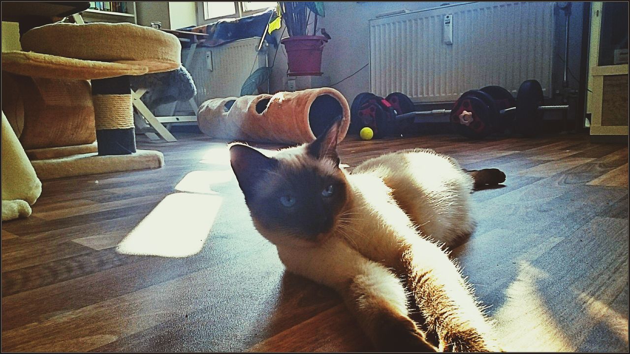 animal themes, indoors, domestic animals, pets, one animal, table, mammal, chair, home interior, sunlight, bird, no people, shadow, domestic cat, dog, wood - material, day, sitting, high angle view, relaxation