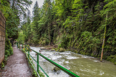 Footpath amidst trees in forest