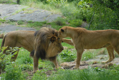 Sheep grazing on field