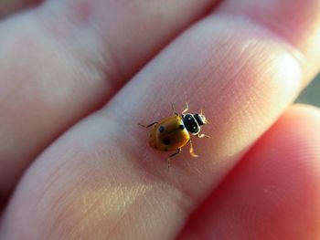 Close-up of hand holding insect