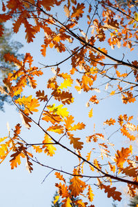 Low angle view of autumnal leaves against sky