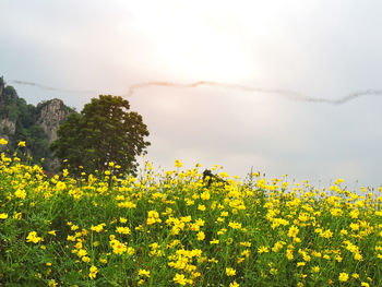 Scenic view of oilseed rape field against sky