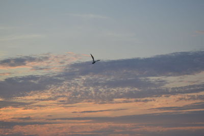 Low angle view of silhouette bird flying against sky