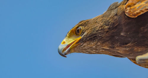 Low angle view of eagle against clear sky