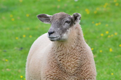 Portrait of sheep on field