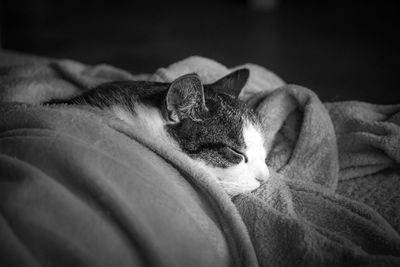 Cat resting on bed