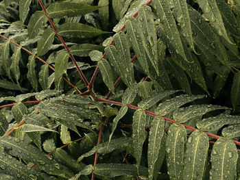 Close-up of leaves