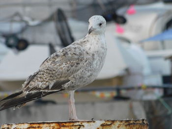 Close-up of seagull perching