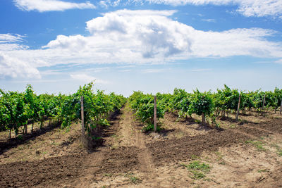 Landscape of vineyard, nature background