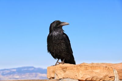 Bird perching on rock against sky