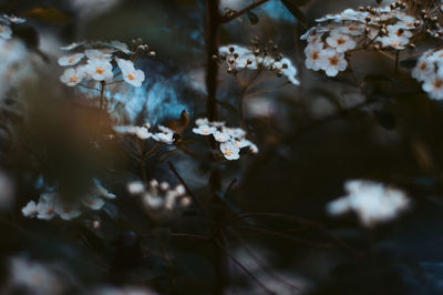 Close-up of white flowering plant leaves