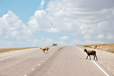 Horse cart on road amidst land against sky