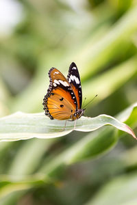 Butterfly on leaf