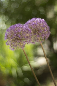 Close-up of purple flowers