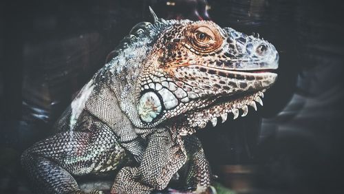 Close-up of crocodile in water