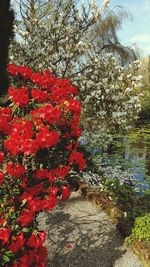 Full frame shot of red flowers on tree