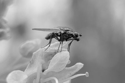 Close-up of insect on flower