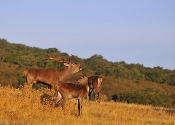 Horses in a field