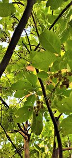 Low angle view of apple tree