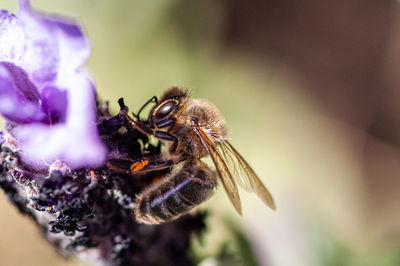 Close-up of bee pollinating on purple flower