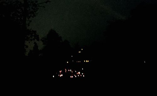 Illuminated trees at night