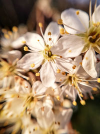 Close-up of white cherry blossoms