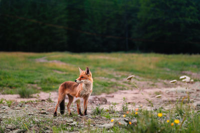 Fox standing in a field against forest in summer