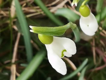 Close-up of white flower