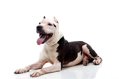 Dog sitting against white background