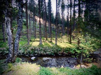 Pine trees in forest