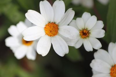 Close-up of white flowers blooming outdoors