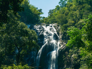 Low angle shot of beautiful forest and waterfall