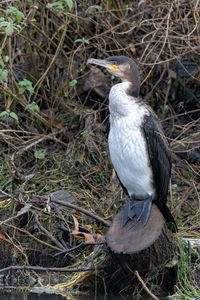 High angle view of bird perching on a field