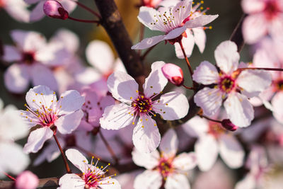 Prunus cerasifera nigra / canadian plum / black plum flowers