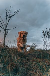 Dog sitting on field