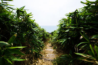 Plants growing on field against sky