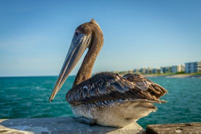 Close-up of pelican