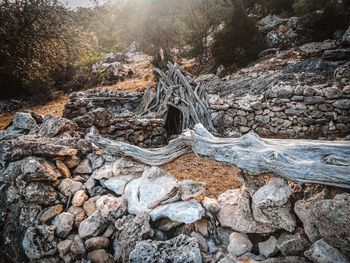 Driftwood on rock in forest