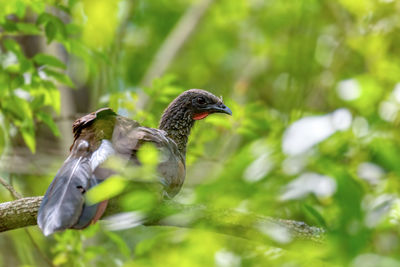 Close-up of bird perching on tree