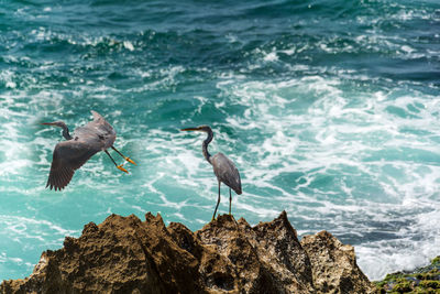 Flock of birds on rock