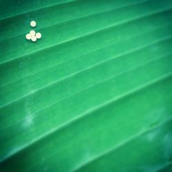 Close-up of water drops on leaf