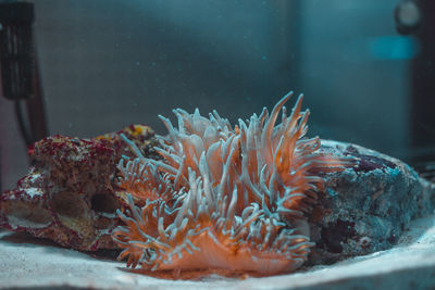 Close-up of jellyfish in water