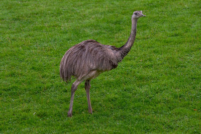 Greater rhea - south lakes safari park, cumbria, uk