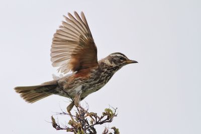 Low angle view of bird perching on tree