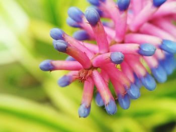 Macro shot of purple flowering plant