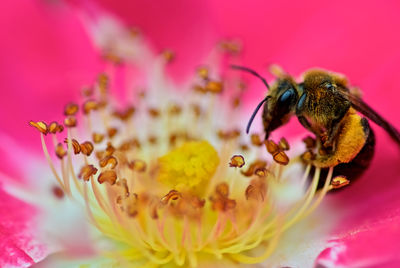 Close-up of bee pollinating on pink flower