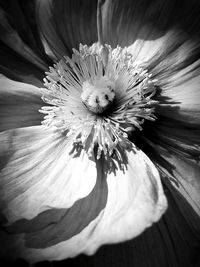 Close-up of flower