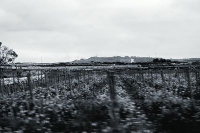 View of vineyard against sky