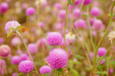 Close-up of pink flowering plants on field